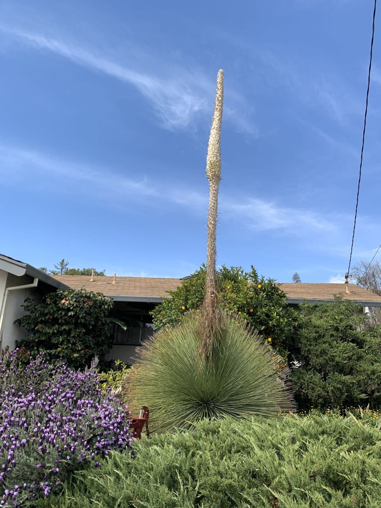 Exotic flower emerges on Tallac Street